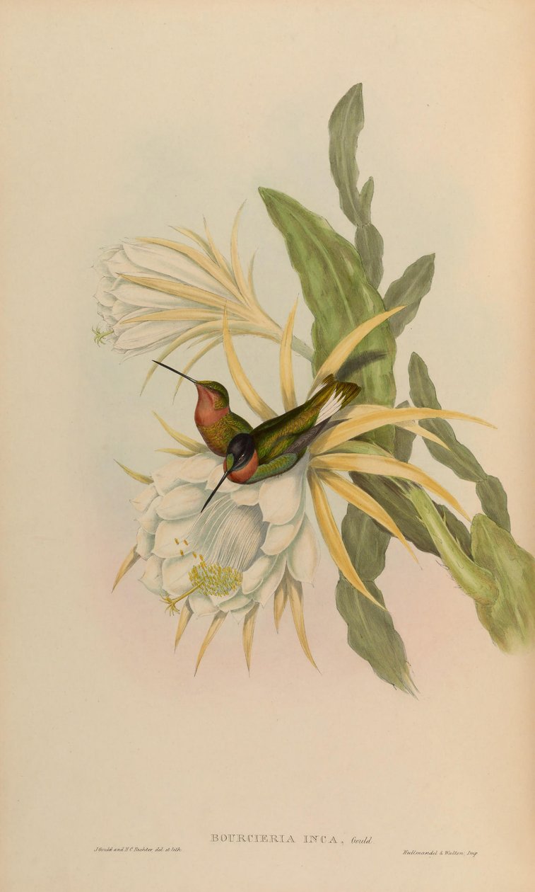 Bourciera inca = Coeligena torquata inca autorstwa John Gould