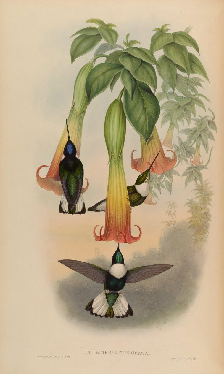 Bourciera torquata = Coeligena torquata autorstwa John Gould