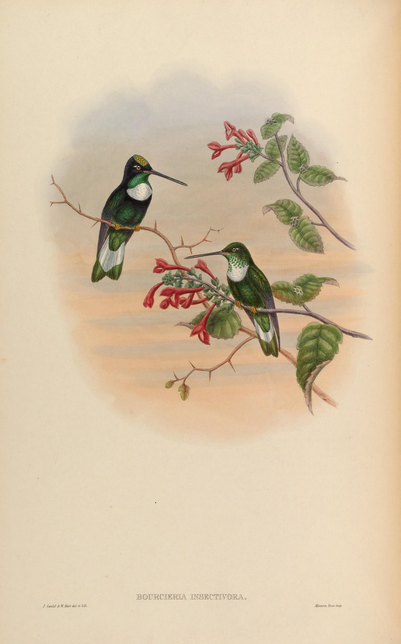 Bourcieria insectivora = Coeligena torquata insectivora autorstwa John Gould