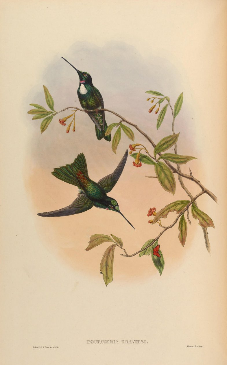 Bourcrieria insectivora = Coeligena torquata torquata autorstwa John Gould