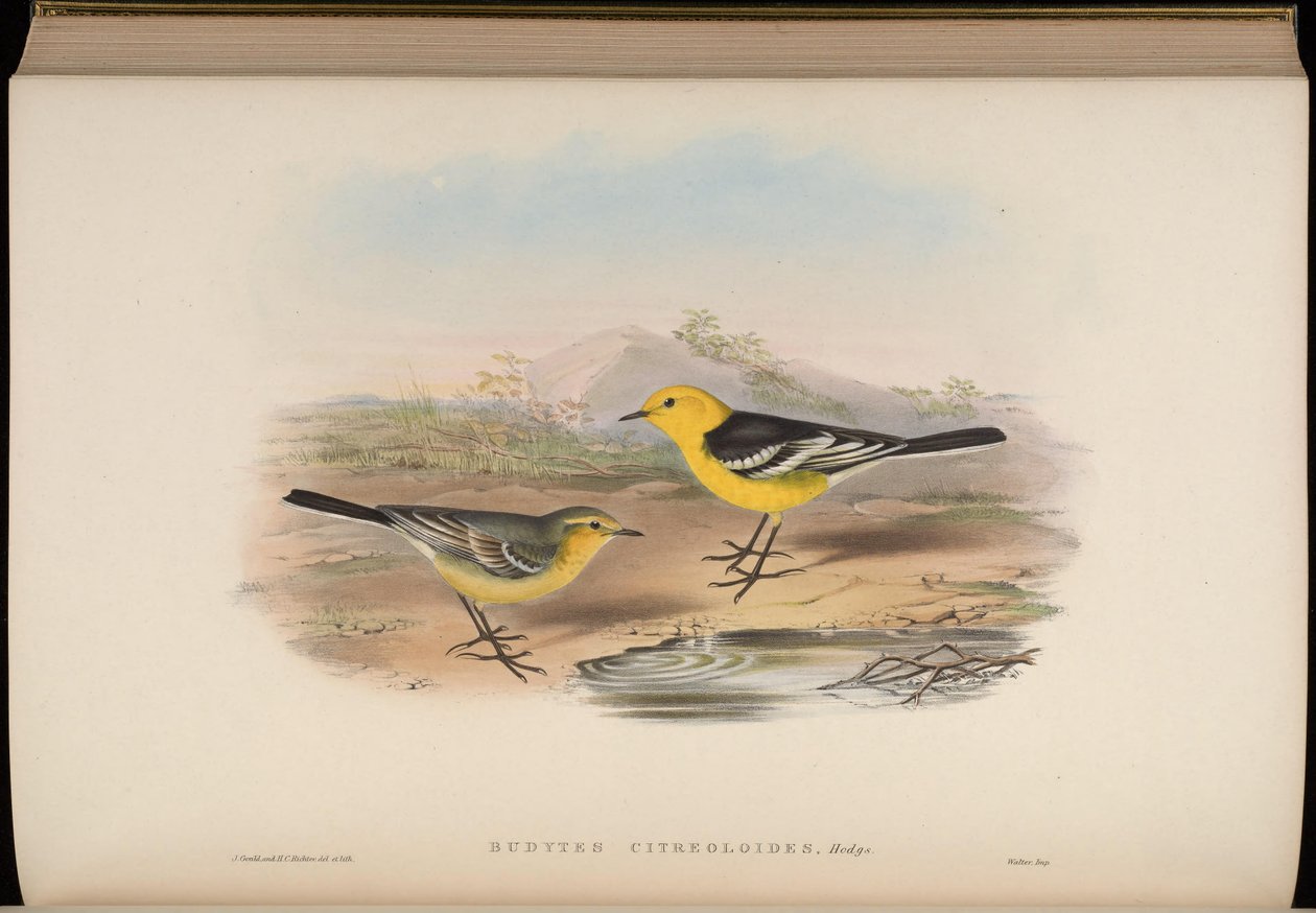 Budytes citreoloides = Motacilla citreolus citreoloides autorstwa John Gould