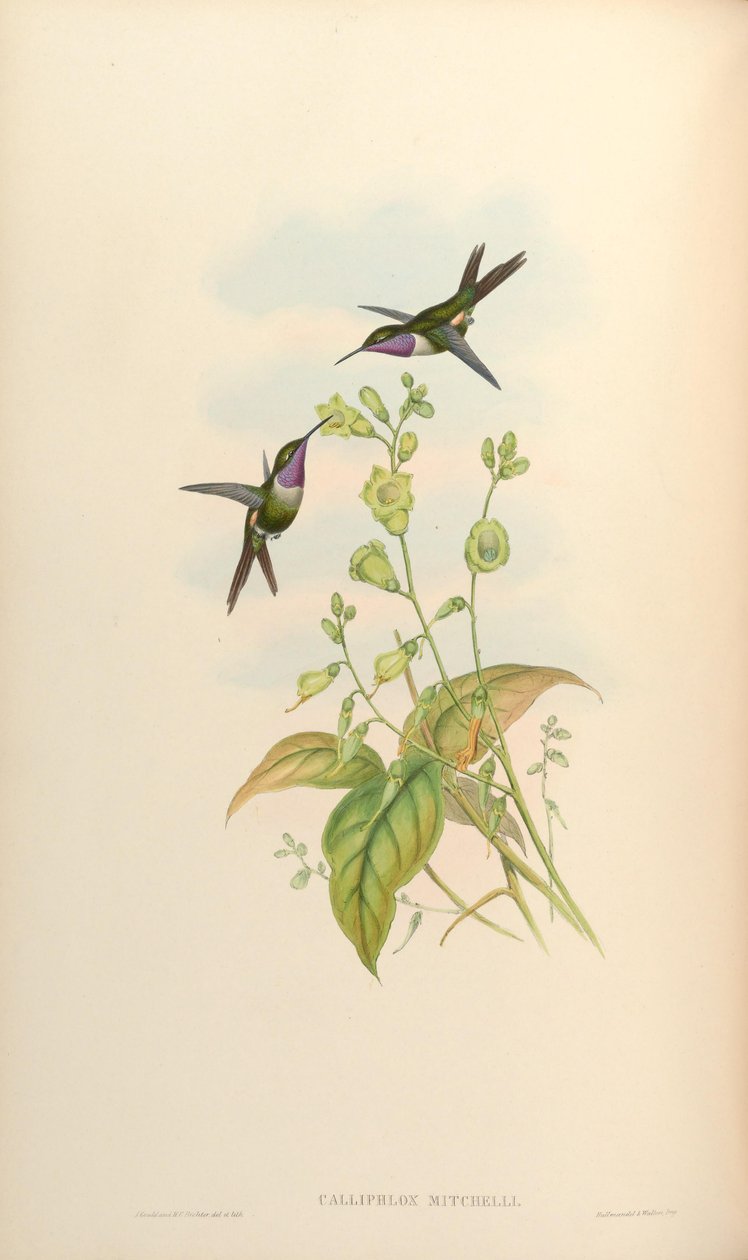 Calliflox mitchelli autorstwa John Gould