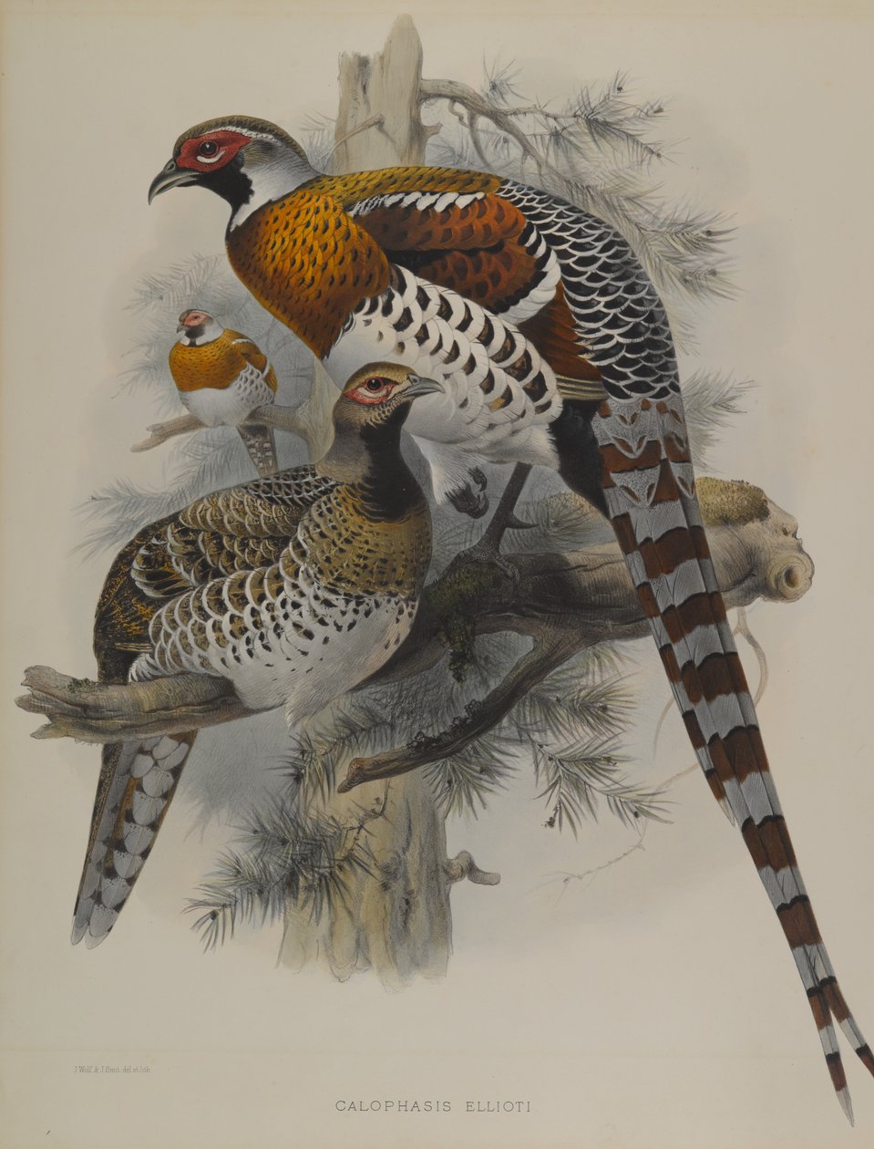 Calophasis Ellioti autorstwa John Gould