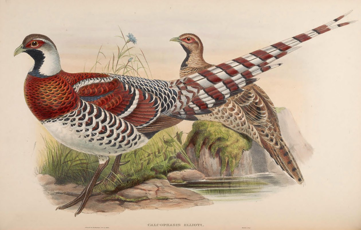 Kalofasis ellioti = Drut ellioti autorstwa John Gould