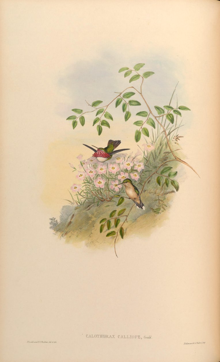 Calothorax calliope = Stellula calliope autorstwa John Gould