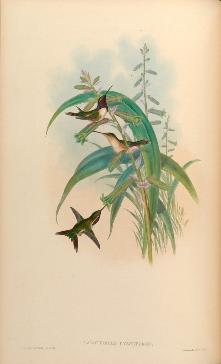 Calothorax cyanopogon = Calothorax lucifer cyanopogon autorstwa John Gould