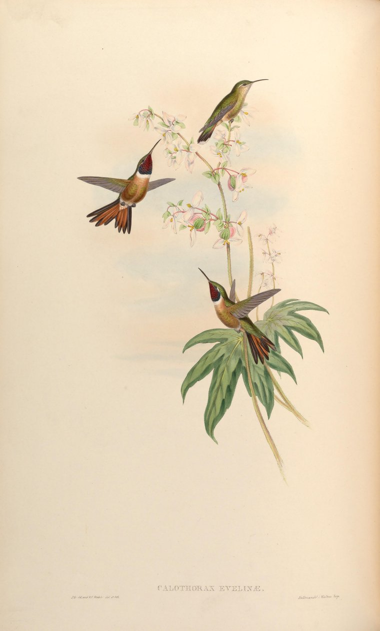 Calothorax evelinae = Calliflox evelynae autorstwa John Gould