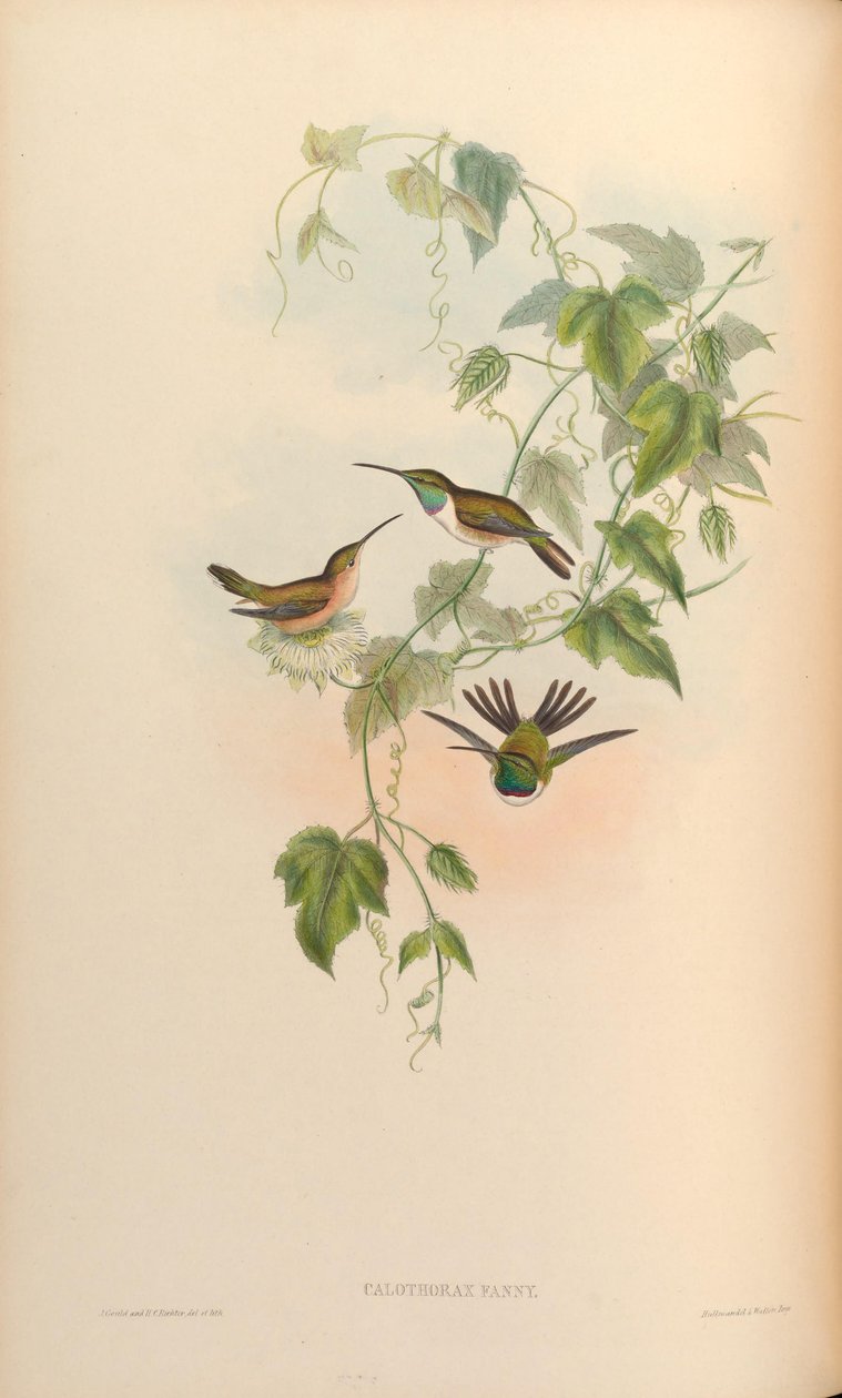 Calothorax fanny = Myrtis fanny autorstwa John Gould