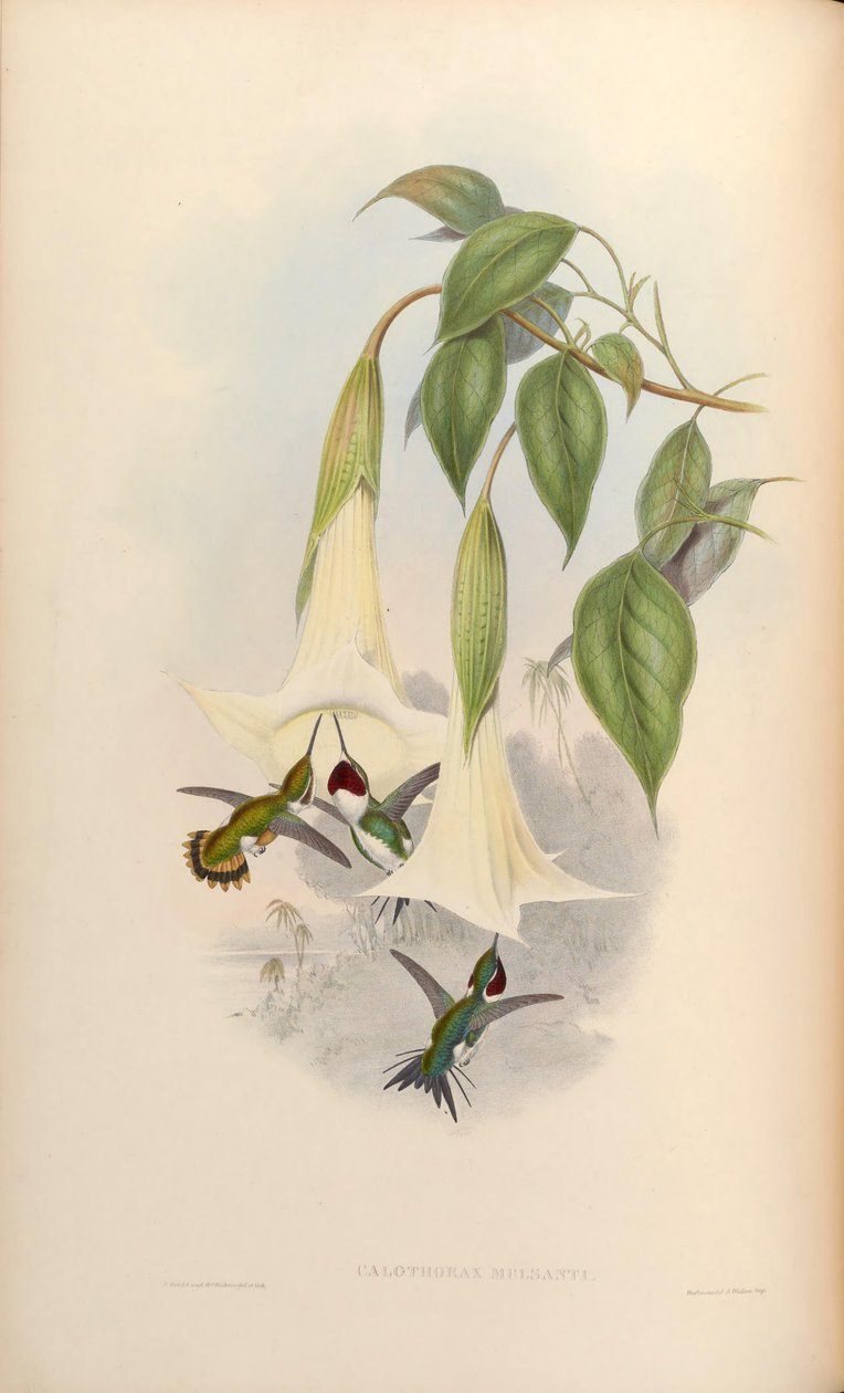 Calothorax mulsanti = Chaetocercus mulsant autorstwa John Gould