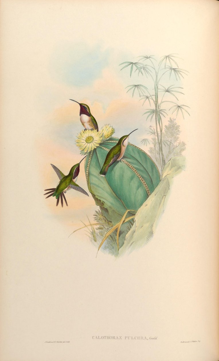 Calothorax autorstwa John Gould