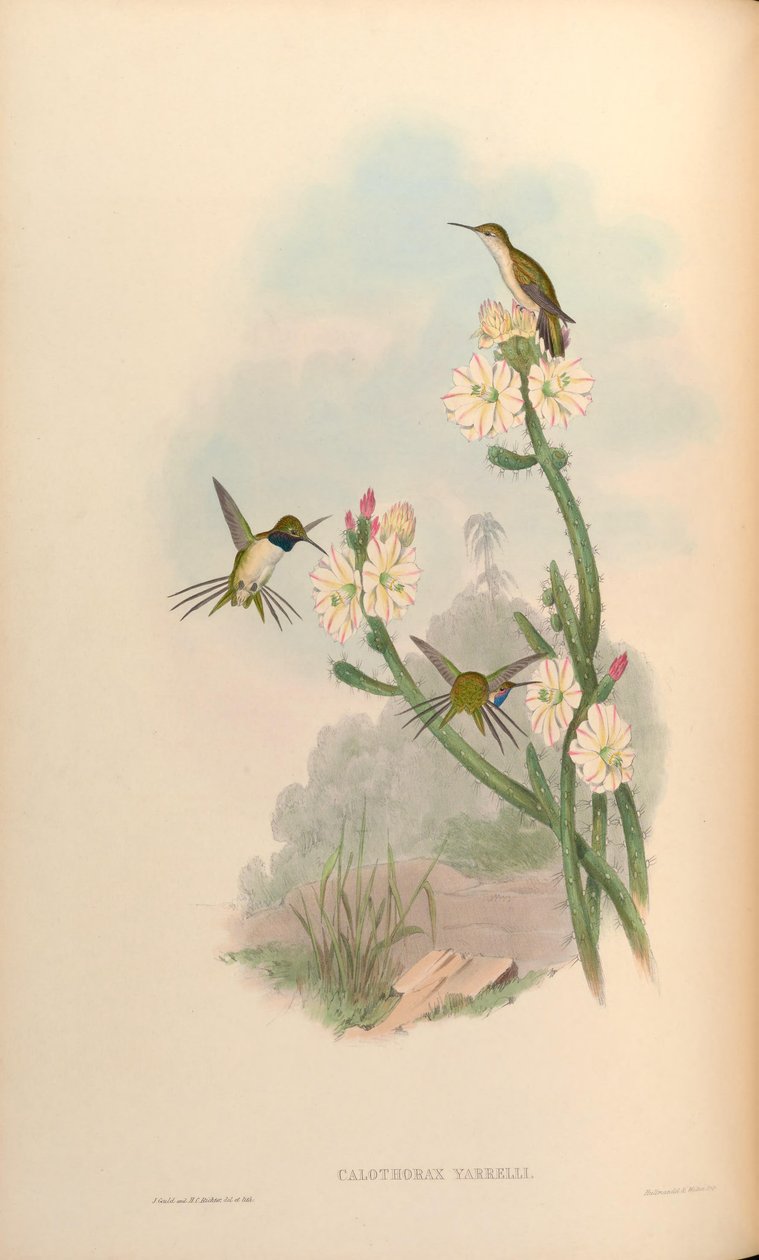 Calothorax yarrelli = Eulidia yarrellii autorstwa John Gould