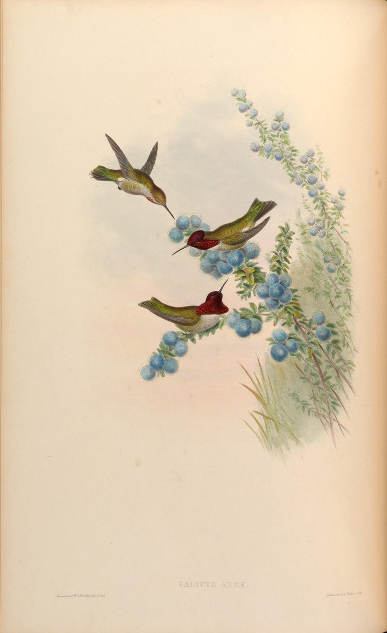 Kalipta Anna autorstwa John Gould