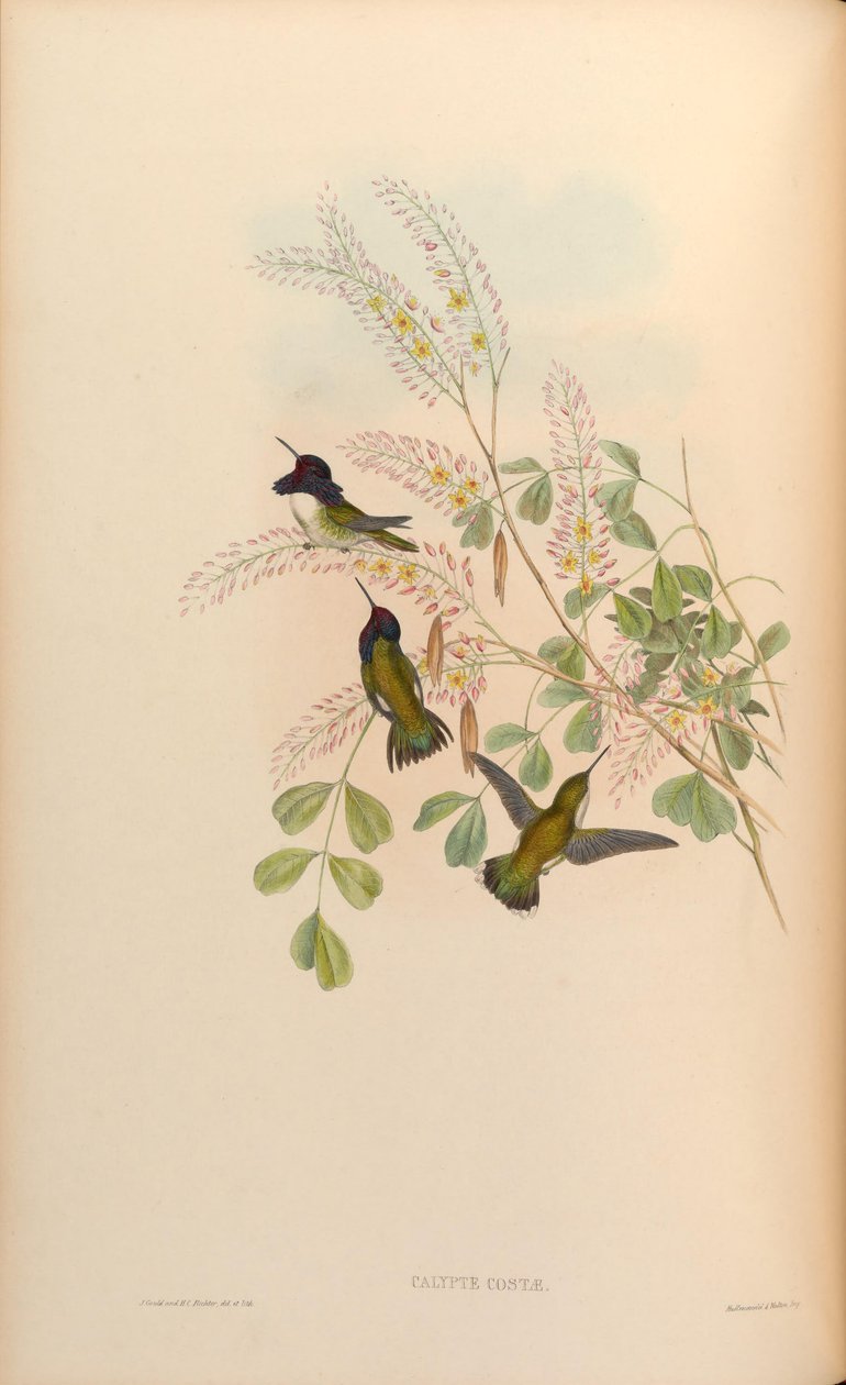 Calypte costae autorstwa John Gould