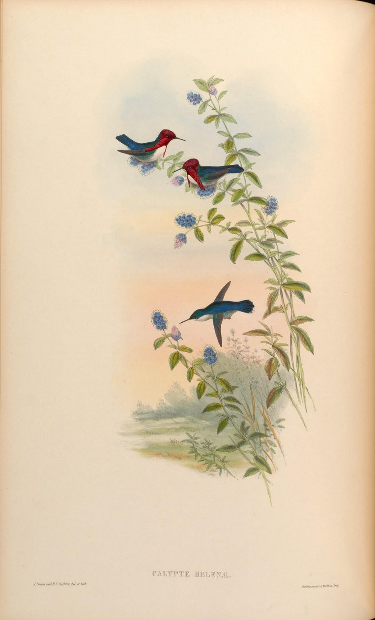 Calyptus helenae = Mellisuga helenae autorstwa John Gould