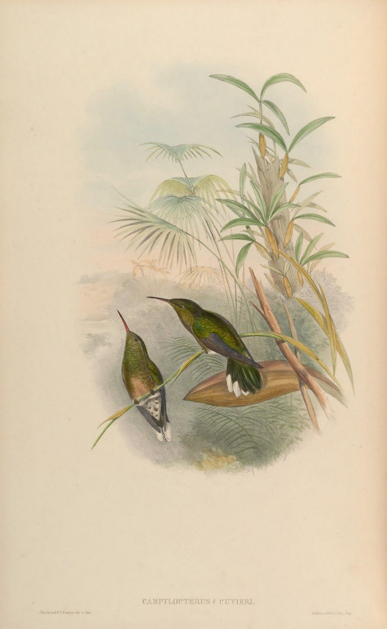 Campylopterus cuvierii = Phaeochroa cuvierii maculicauda autorstwa John Gould