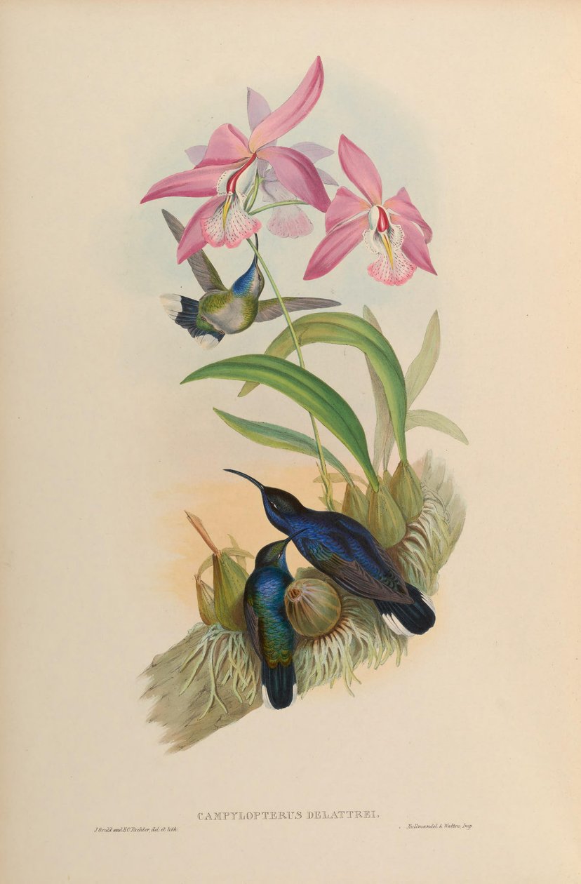 Campylopterus delattrei = Campylopterus hemileucurus hemileucurus autorstwa John Gould