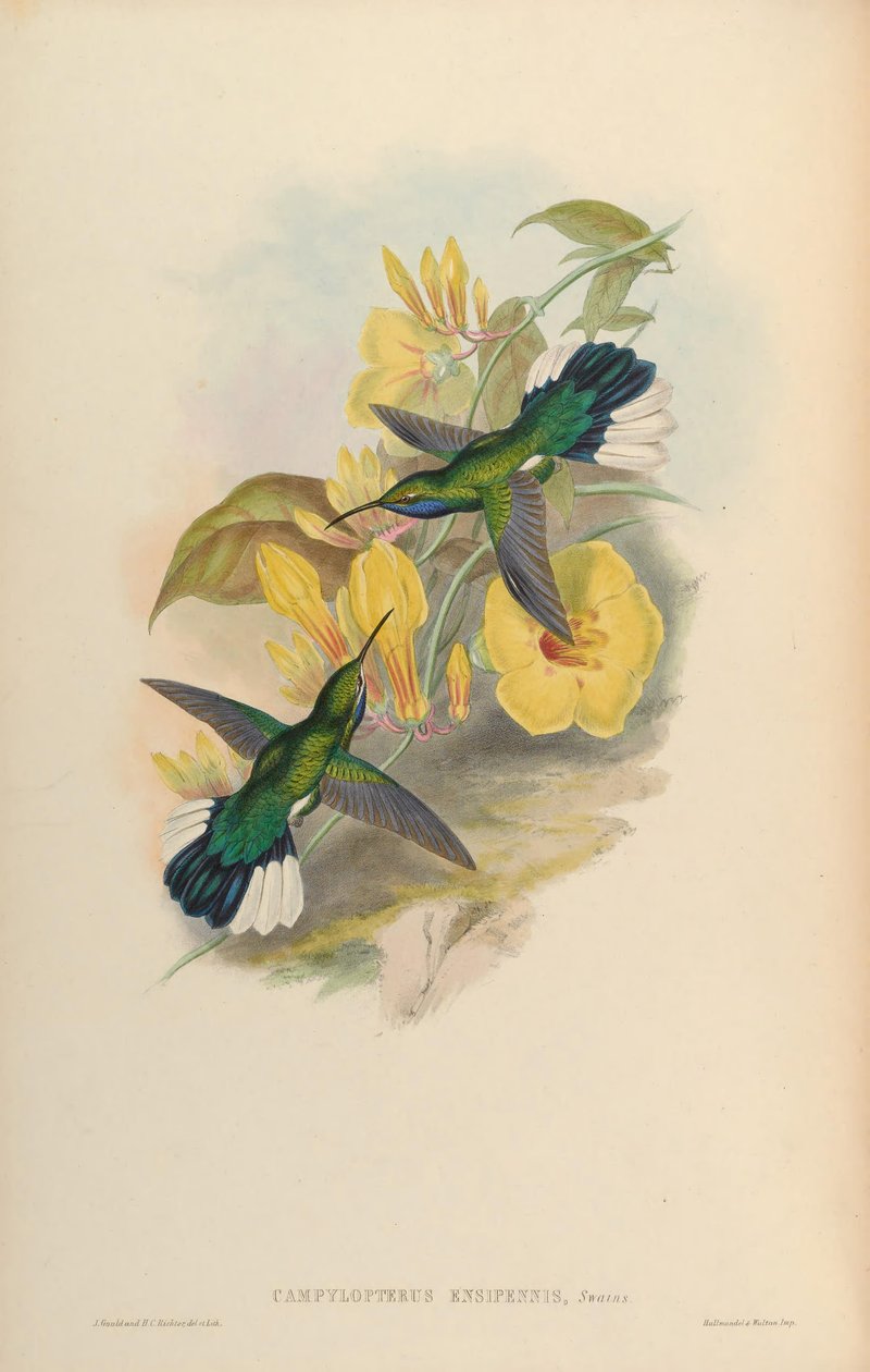 Campylopterus ensipennis autorstwa John Gould