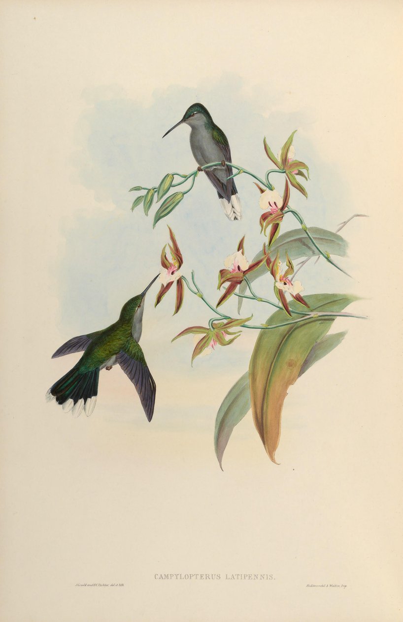Campylopterus latipennis = Campylopterus largipennis autorstwa John Gould