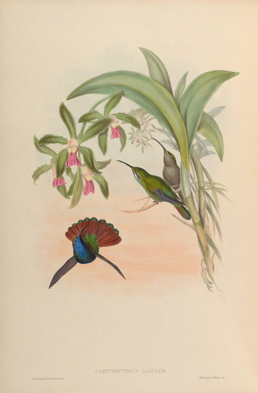 Campylopterus lazulus = Campylopterus falcatus autorstwa John Gould