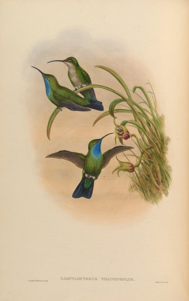 Campylopterus phainopeplus autorstwa John Gould