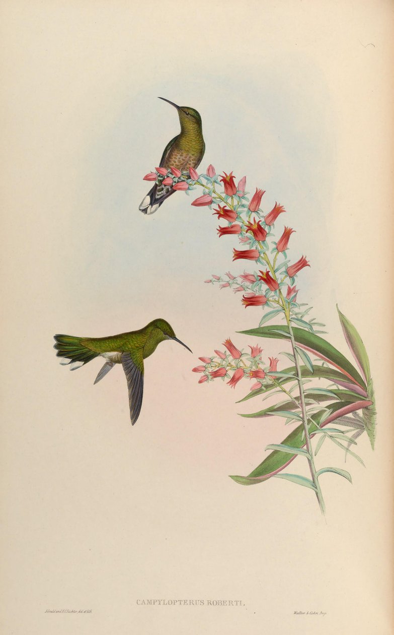 Campylopterus roberti = Phaeochroa cuvierii roberti autorstwa John Gould