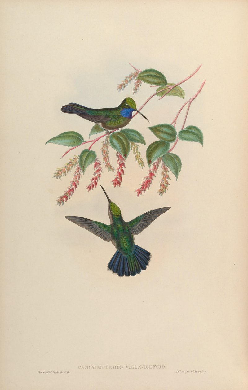 Campylopterus villaviscensio autorstwa John Gould