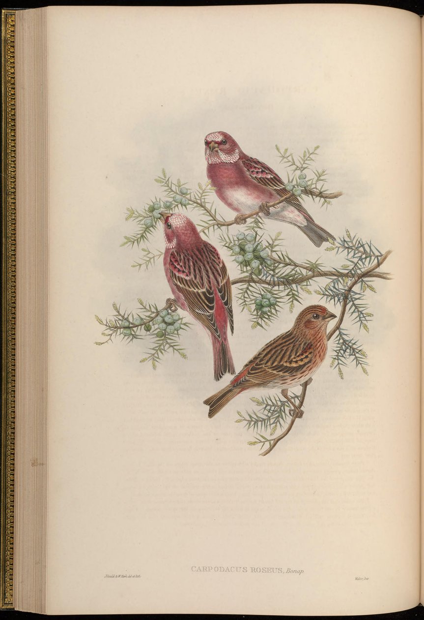 Carpodacus roseus autorstwa John Gould