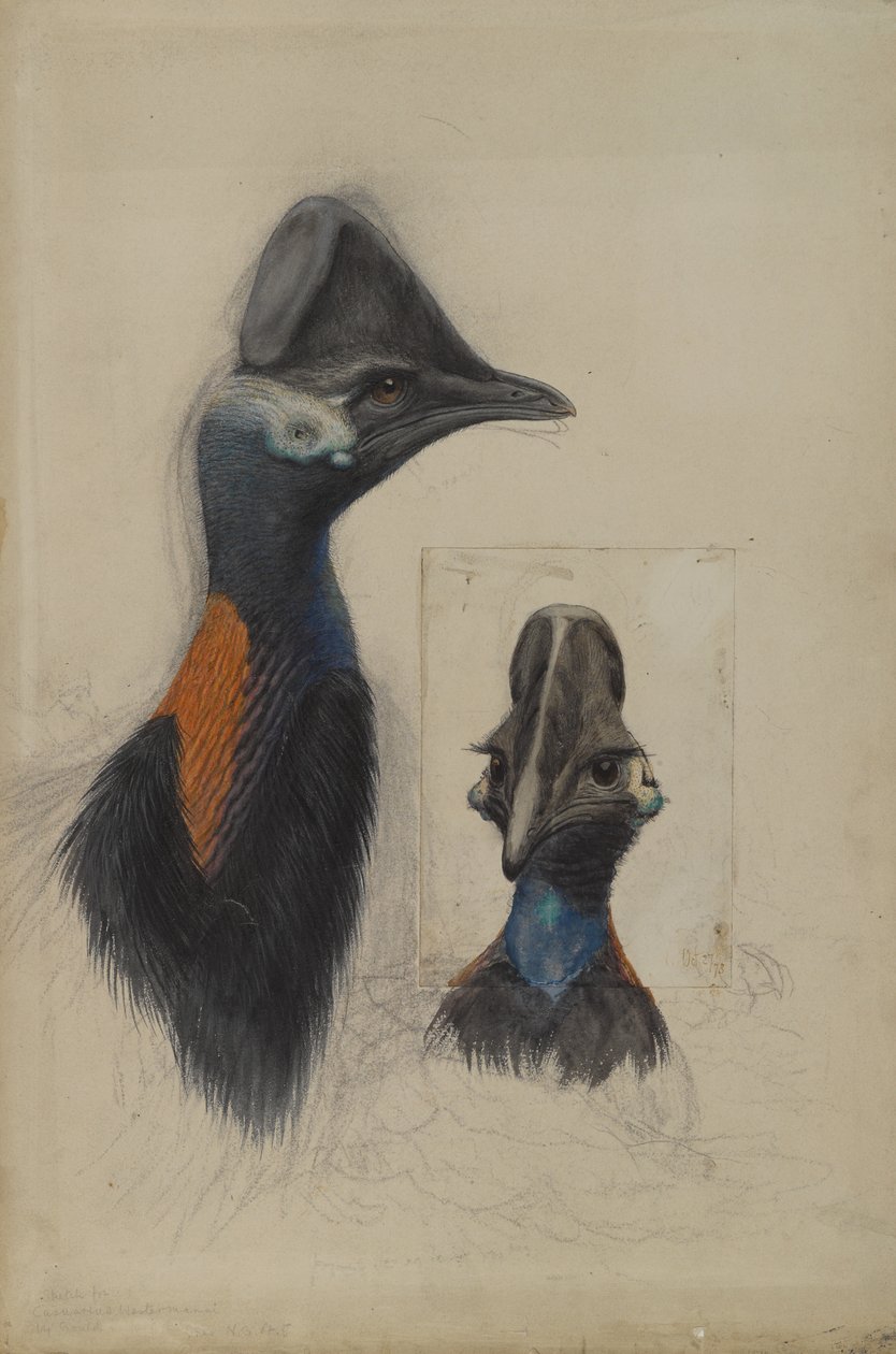 Casuarius Westerman, 1873 autorstwa John Gould