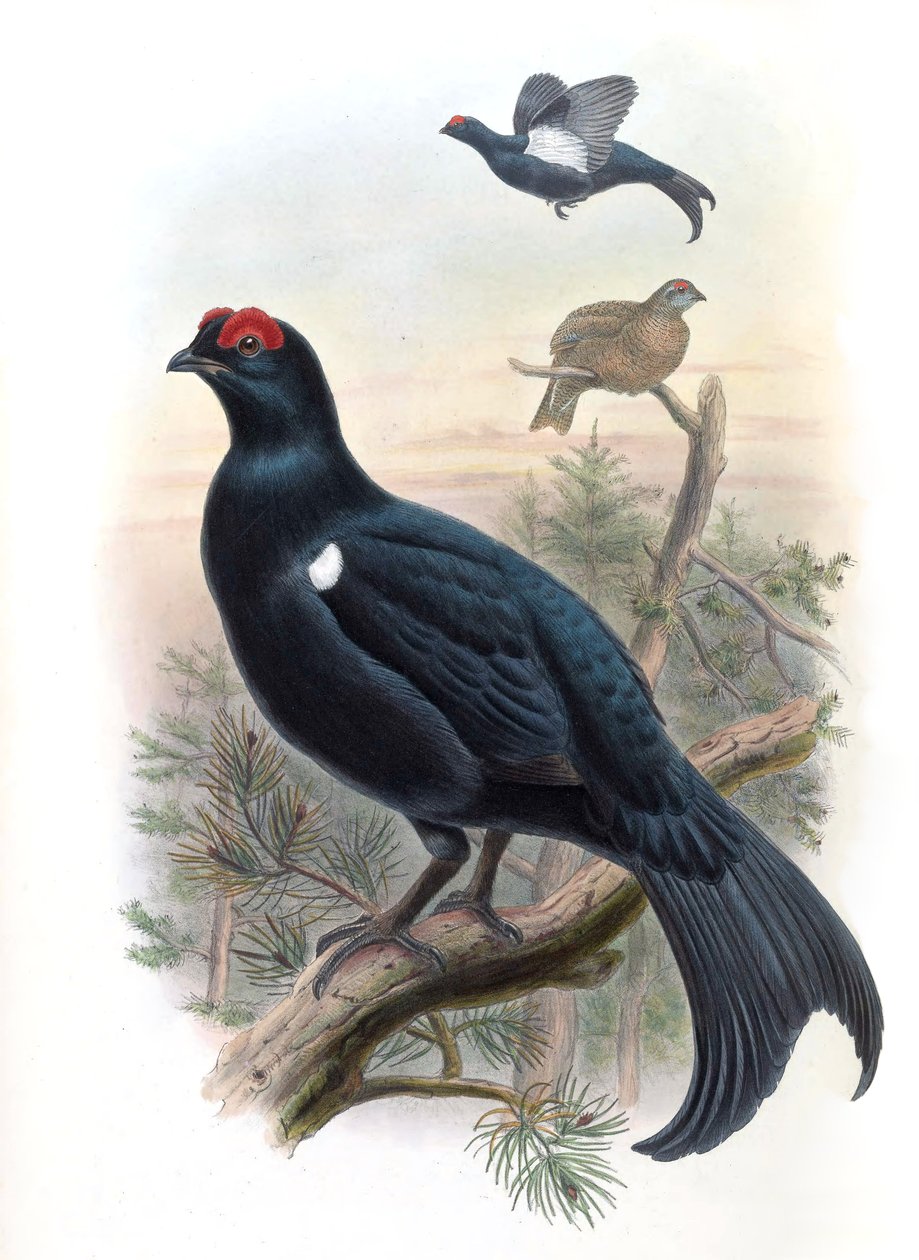 Cietrzew Kaukaski Lyrurus mlokosiewiczi (syn. Tetrao mlokosiewiczi) autorstwa John Gould