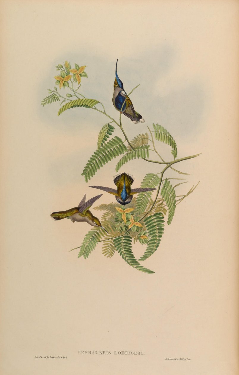 Cephalepis loddigesi = Stephanoxis lalandi loddigesii autorstwa John Gould