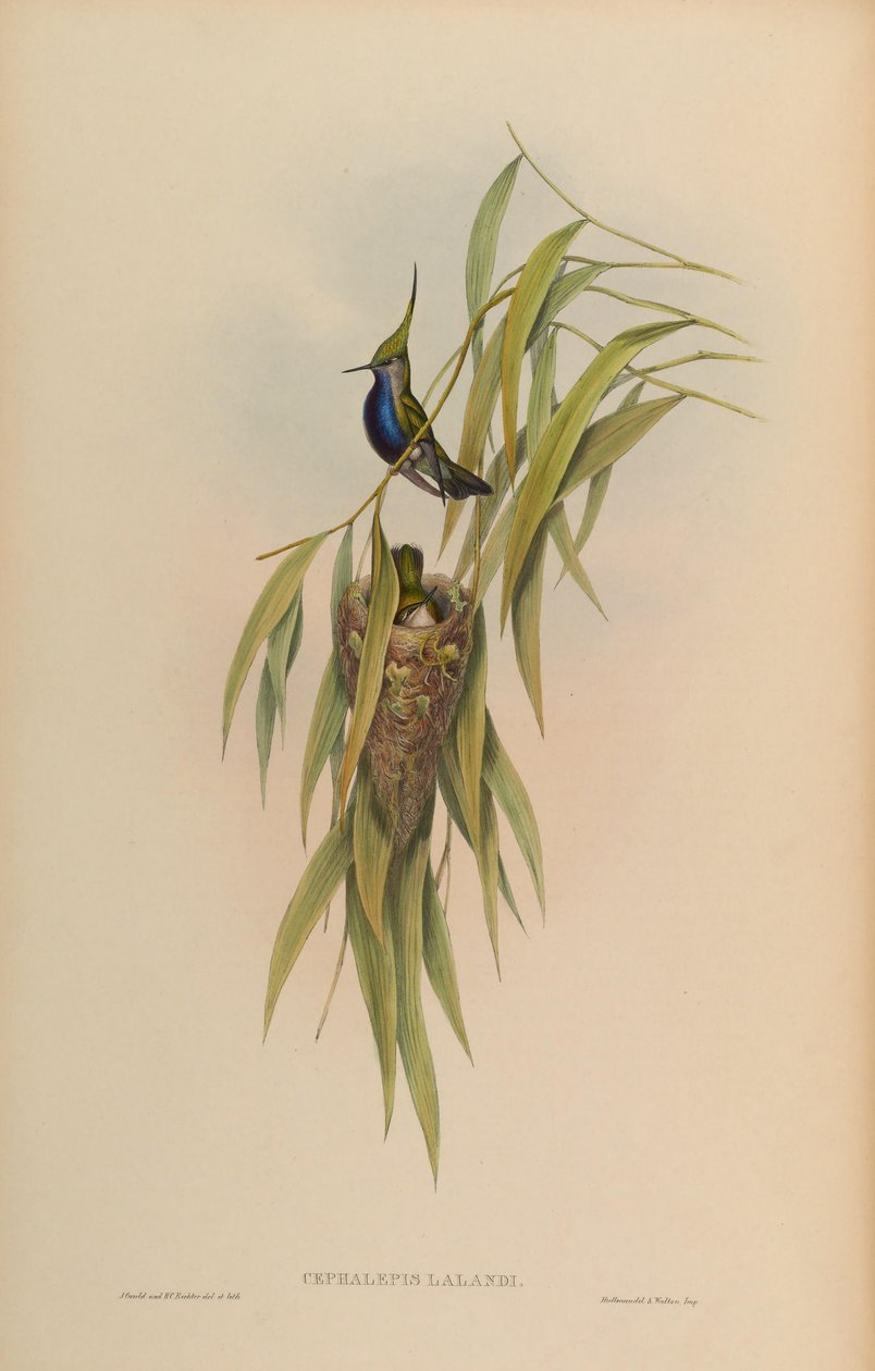 Cephallepis delalandii = Stephanoxis lalandi lalandi autorstwa John Gould