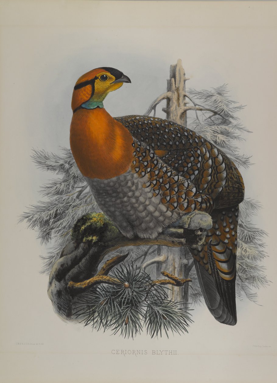 Ceriornis Blythii: Blyths Trazapan autorstwa John Gould