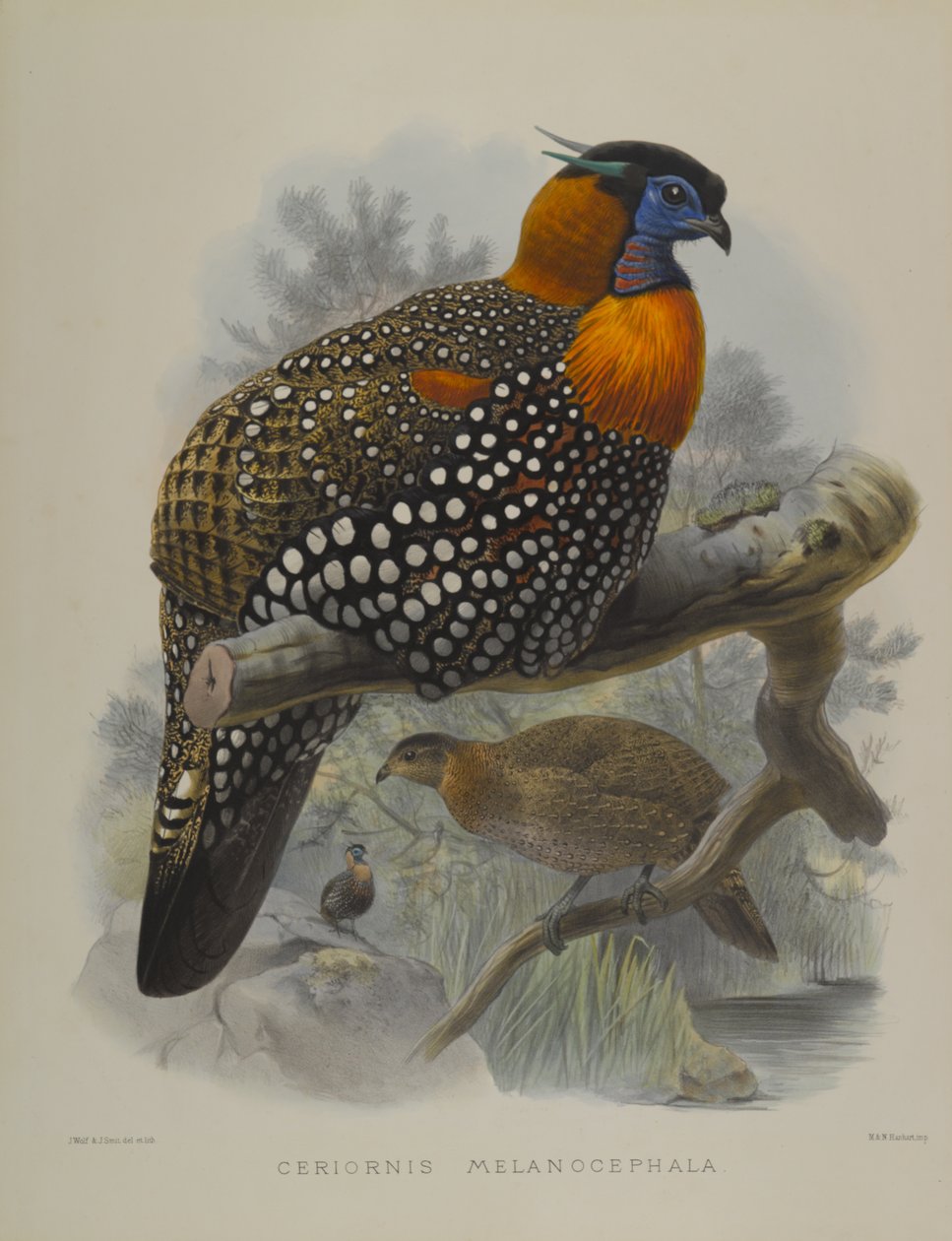 Ceriornis Melanocephala autorstwa John Gould