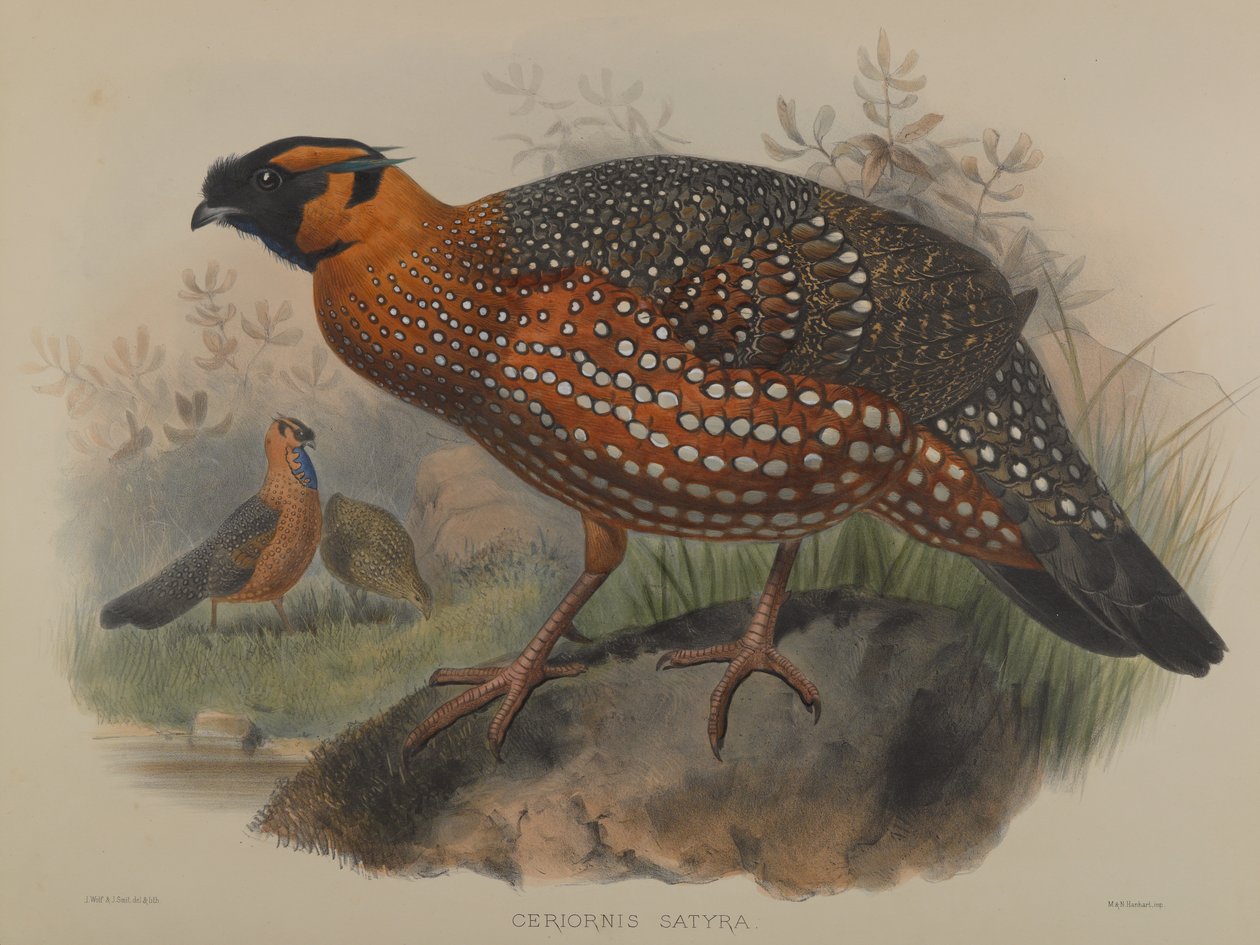 Ceriornis Satyra autorstwa John Gould