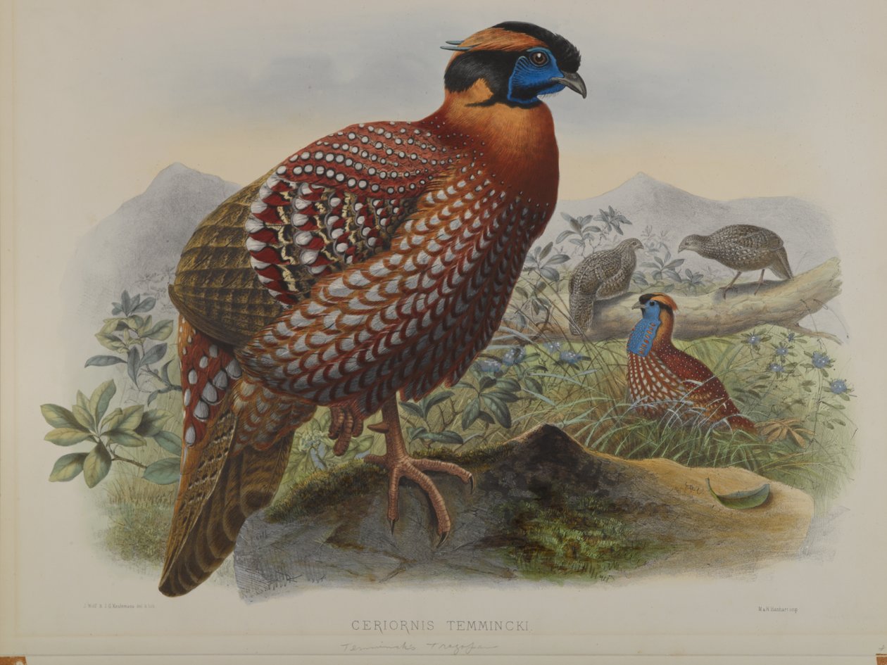Ceriornis Temminkii: Temmincks Trazapan autorstwa John Gould