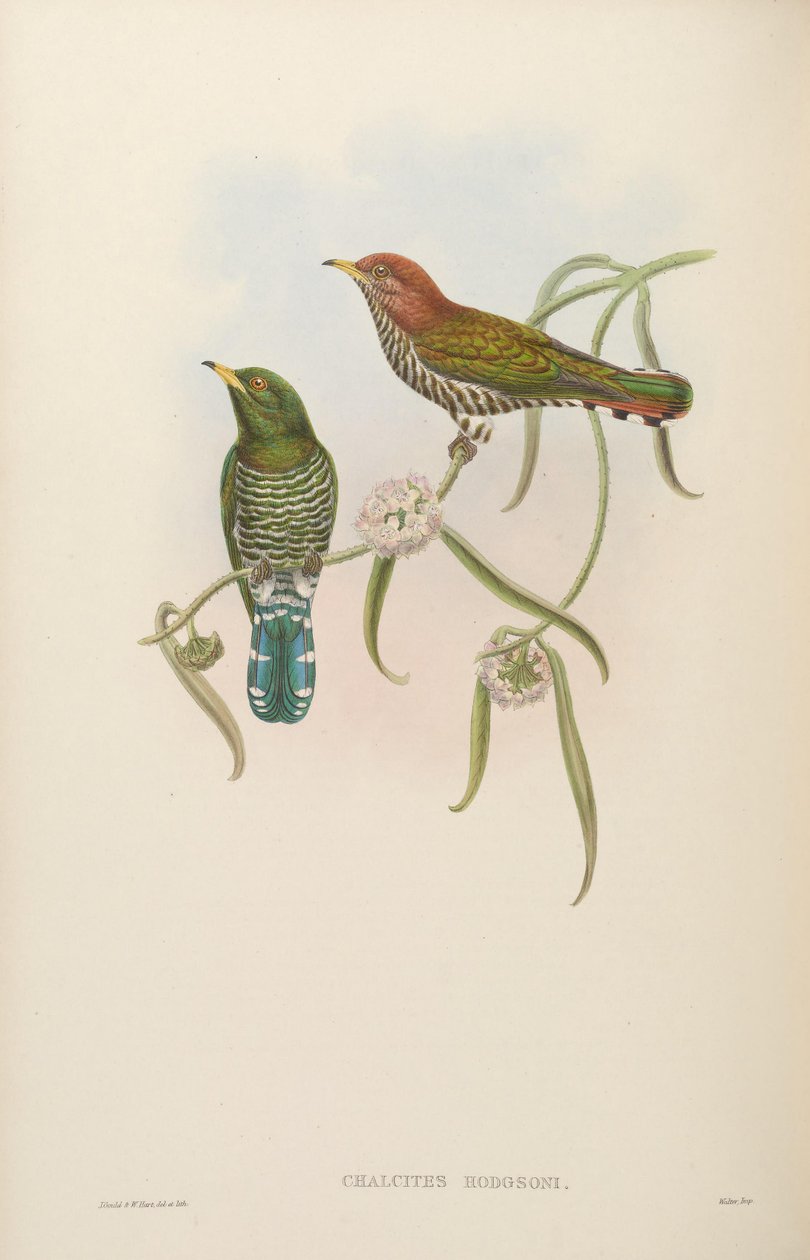 Chalcites hodgsoni = Chrysococcyx maculatus autorstwa John Gould