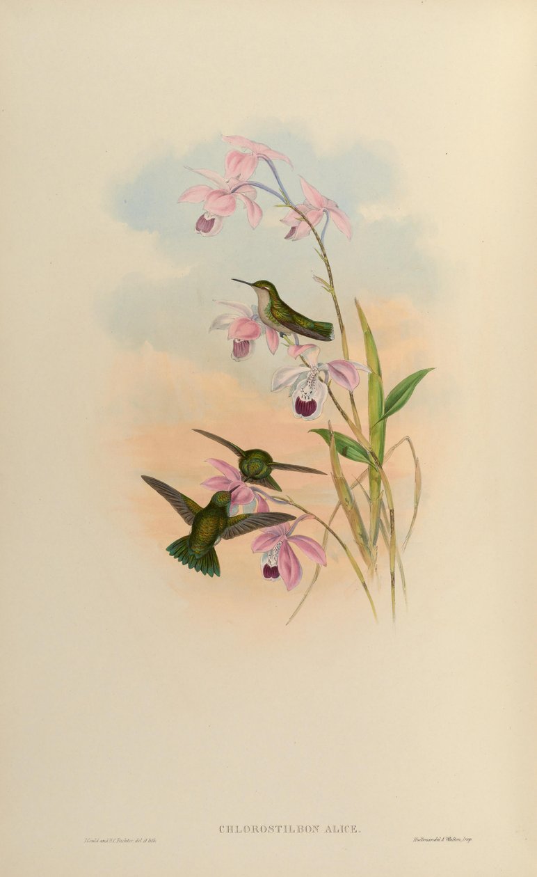 Alicja chlorostylbonowa autorstwa John Gould