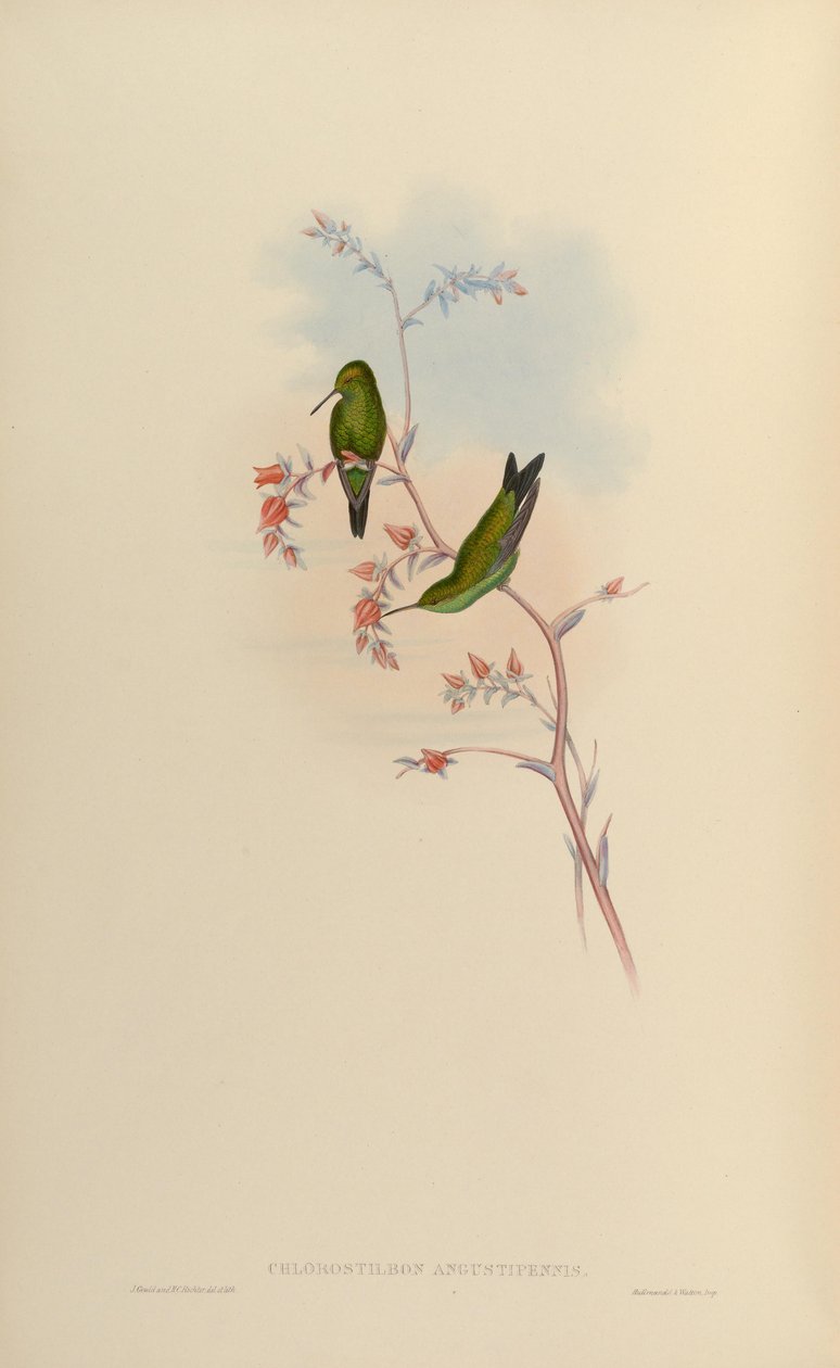 Chlorostilbon angustipennis = Chlorostilbon gibsoni autorstwa John Gould