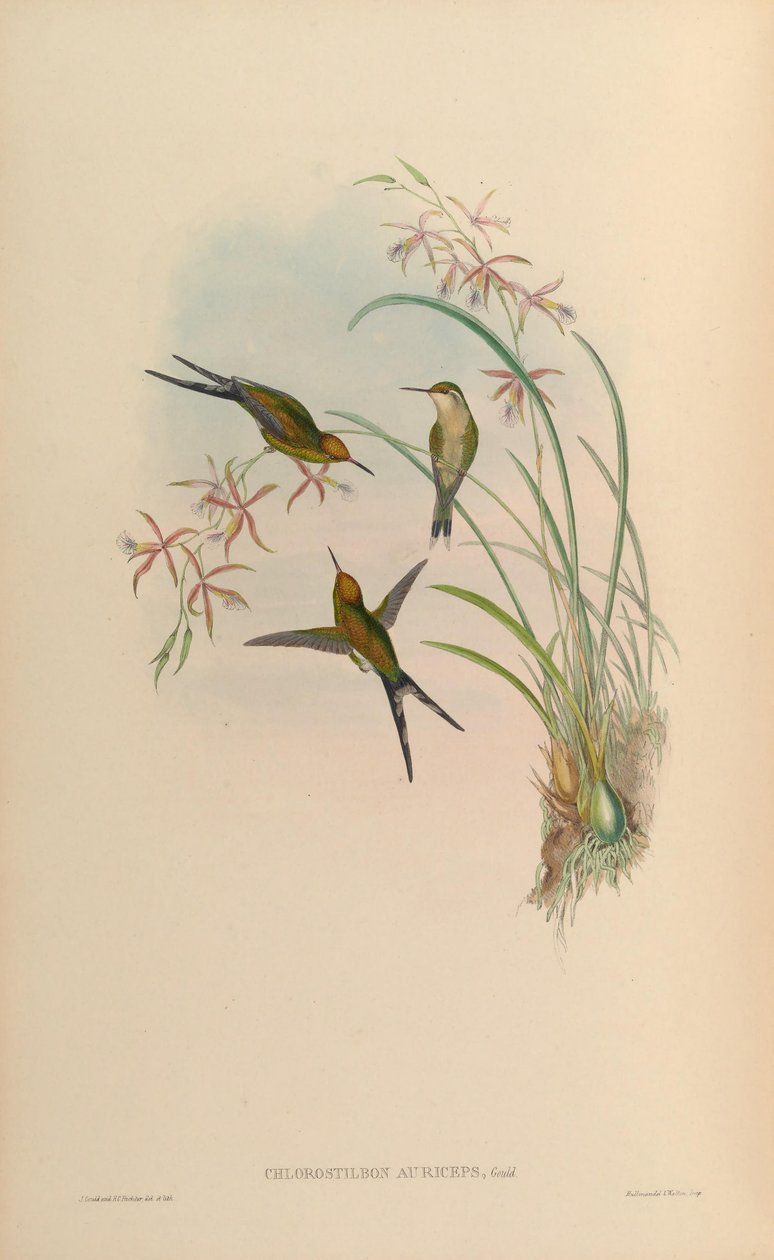 Auriceps Chlorostilbon = Auriceps Chlorostilbon autorstwa John Gould