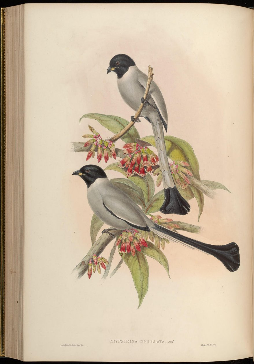 Chrypsirhina cucullata autorstwa John Gould
