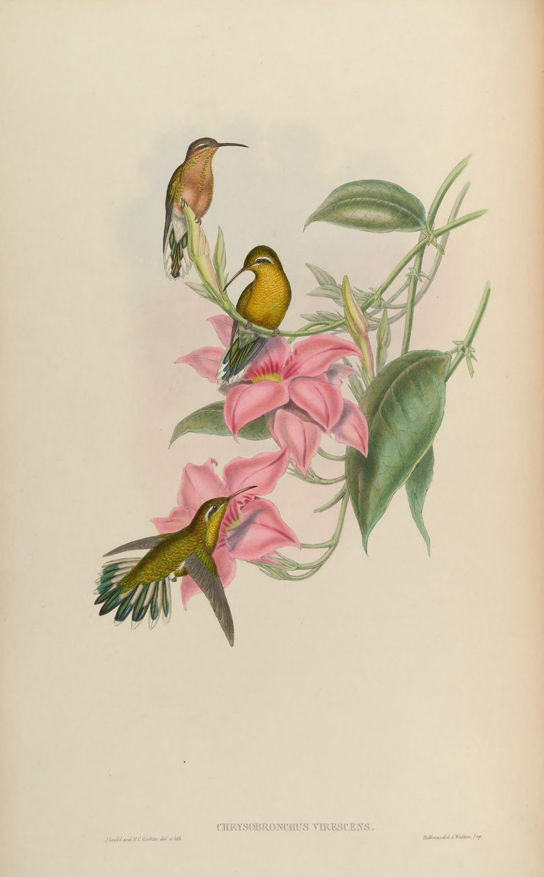 Chrysobronchus virescens = Amazilia viridicauda autorstwa John Gould
