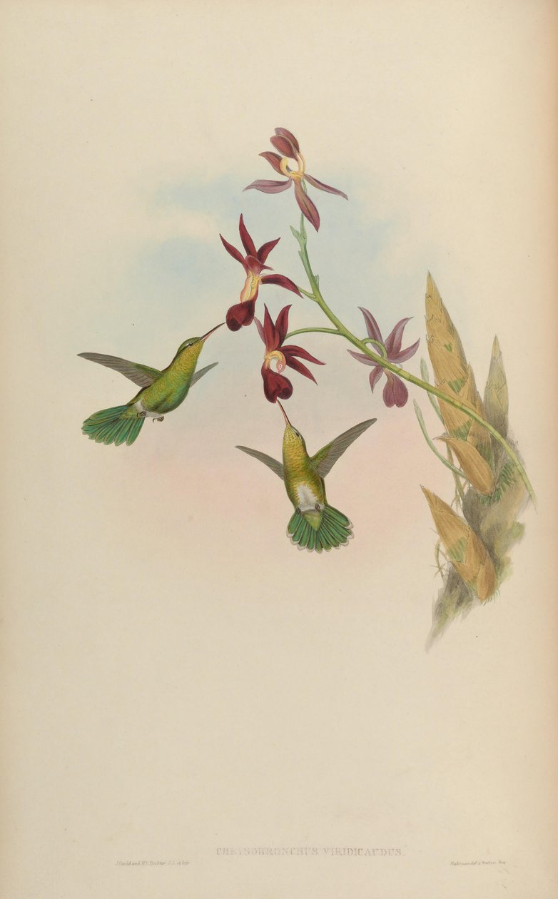 Chrysobronchus viridicauda = Amazilia viridicauda autorstwa John Gould