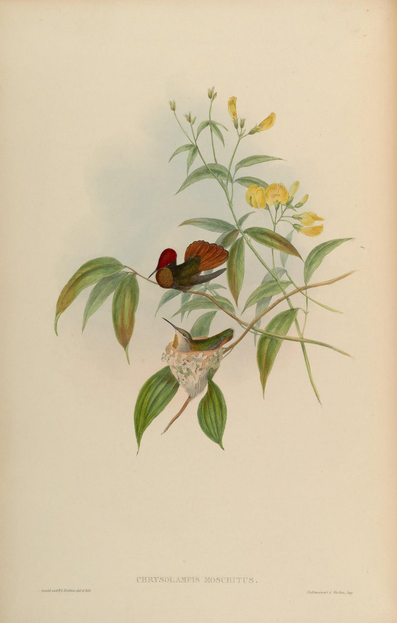 Chrysolampis moschitus autorstwa John Gould