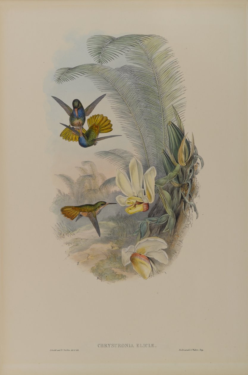 Chrysuronia Eliciae: Elicias Golden Tail autorstwa John Gould