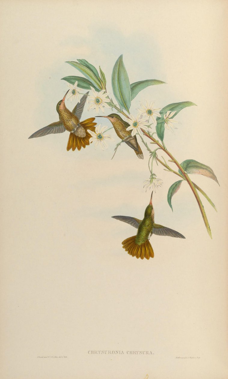 Chrysuronia chrysura = Hylocharis chrysura autorstwa John Gould