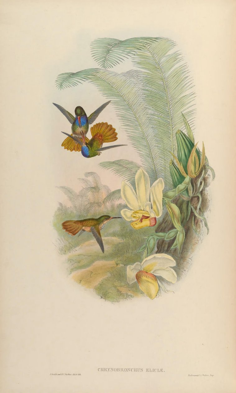 Chrysuronia elicitae = Hylocharis elicitae autorstwa John Gould