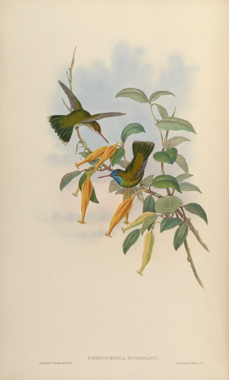 Chrysuronia humboldti = Hylocharis humboldti autorstwa John Gould