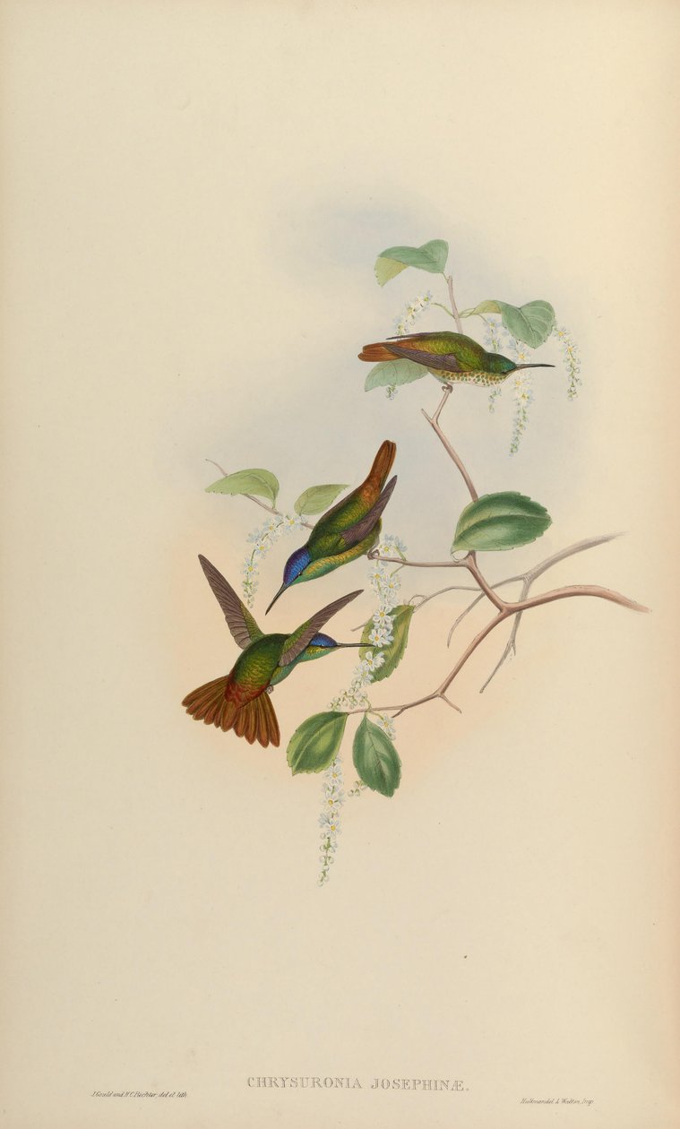 Chrysuronia josephinae = Chrysuronia oenone josephinae autorstwa John Gould
