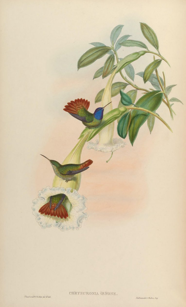 Chrysuronia oenone autorstwa John Gould
