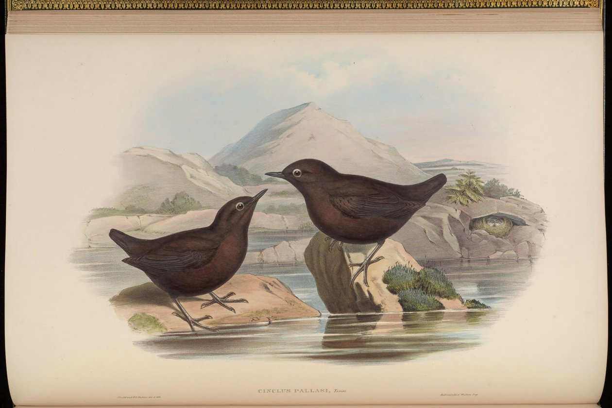 Cinclus pallasii autorstwa John Gould